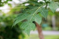 Leaves papaya in the spring. Royalty Free Stock Photo