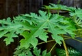 The leaves of the Papaya Tree are finger-shaped