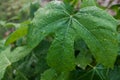 The leaves of the papaya tree are green, exposed to morning dew Royalty Free Stock Photo