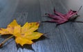 Leaves on parquet