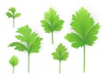 Leaves of parsley