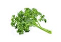 Leaves of parsley isolated on white background Royalty Free Stock Photo