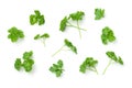 Leaves of Parsley Isolated on White Background Royalty Free Stock Photo