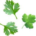 Leaves of parsley isolated on white background. Royalty Free Stock Photo