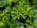 Leaves of parsley, a spicy plant with the Latin name Petroselinum crispum in the garden, macro Royalty Free Stock Photo