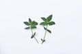 The leaves of patikan kebo (Euphorbia hirta L, Garden spurge, Asma weed, Snake weed, Milkweeds) isolated in white