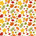 Seamless pattern with colourful realistic autumn leaves Royalty Free Stock Photo