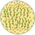 Leaves pattern design illustration round plants circle berries print patterns