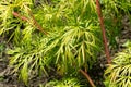 Leaves of a peony dodging on a sunny day, close-up in summer