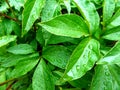 The leaves of peony with drops of rain field Royalty Free Stock Photo