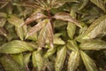 The leaves of a peony with water drops after rain. Close up. Selective focus Royalty Free Stock Photo