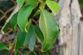 The leaves of pereskia grandifolia