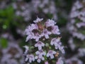 The leaves and petals of the flowers of thyme covered with small