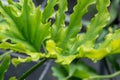 Green lLeaves of Philodendron bipinnatifidum tree