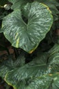 Leaves of philodendron mamei view