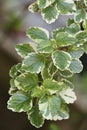 Leaves photo. Plectranthus coleoides. Ornamental plant. Falso incenso.
