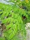 The leaves in the picture are Moringa oleifera leaves Royalty Free Stock Photo