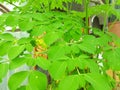 The leaves in the picture are Moringa oleifera leaves. Royalty Free Stock Photo
