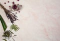 Leaves and pieces of aloe Vera, rose water, dried rose and sage inflorescences on a background of pink marble. Royalty Free Stock Photo