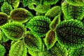 Leaves of Pilea mollis