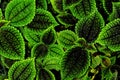 Leaves of Pilea mollis