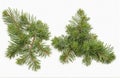 Leaves of pine tree, cut out on white background Royalty Free Stock Photo