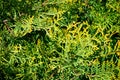 Leaves of pine tree Thuja, yellow and green background Royalty Free Stock Photo