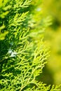 Leaves of pine tree Thuja, yellow and green background Royalty Free Stock Photo