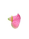 leaves of pink anthurium flowers isolated on a white background Royalty Free Stock Photo