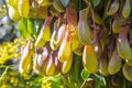 The Leaves and pitcher of Nepenthes. Tropical carnivorous predatory plant close-up. Natural background with exotic plants Royalty Free Stock Photo