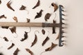 Leaves on a plain white background and rake to collect the leaves, place to write.