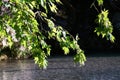 Leaves of plane tree against the light on the river Acheron, Epirus