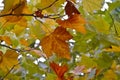 Leaves of a plane tree in autumn Royalty Free Stock Photo