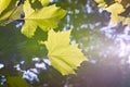 Leaves of a plane tree in autumn in the back light Royalty Free Stock Photo