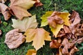 Leaves of a plane tree in autumn Royalty Free Stock Photo