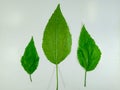 leaves of the plant celastrus orbiculatus, isolated on a white background.