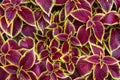 Leaves of the plant Coleus close up