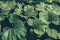 Leaves of the plant giant Butterbur Petasites japonicus. Background of decorative leaves for the designer