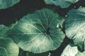 Leaves of the plant giant Butterbur Petasites japonicus. Background of decorative leaves for the designer