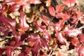 Leaves of the plant Mahonia aquifolium in autumn