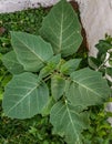 These are the leaves of the plant nightshade.