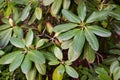 Leaves of the plant Rhododendron catawbiense
