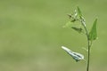 Leaves on plant stem of wildflower