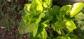 The leaves of plants around the house.