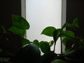 Leaves of plants on a bright lighted window