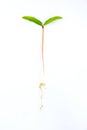 Leaves of plants germinate on white background,abstract leaf