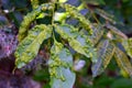 Leaves of plants infected by a fungus