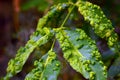 Leaves of plants infected by a fungus