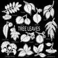 Leaves of Plants Pictogram Set