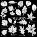 Leaves of Plants Pictogram Set Royalty Free Stock Photo